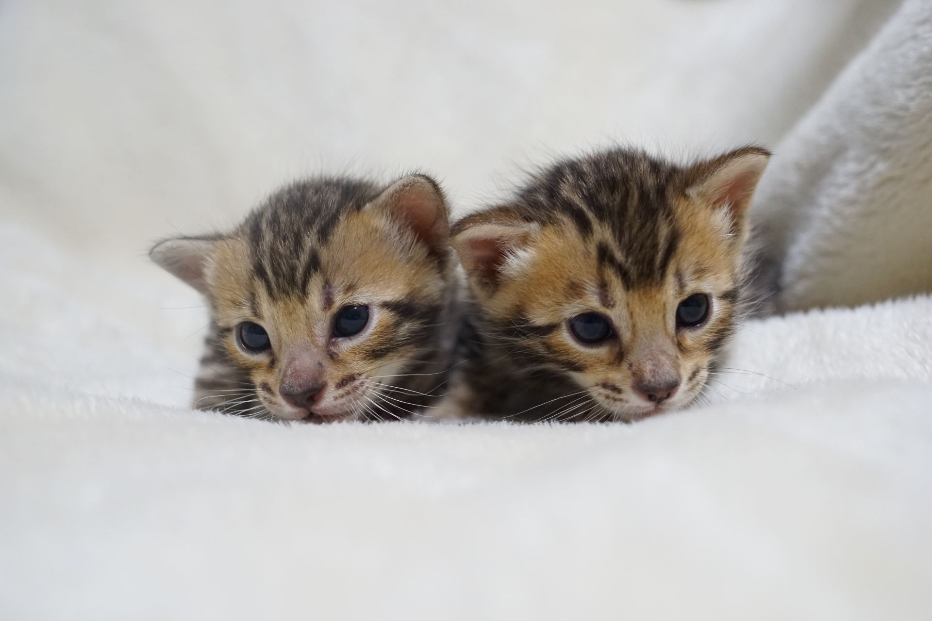 ペットサロン「ポコ」